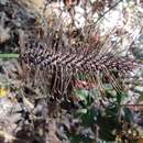 Image of Carex erinacea Cav.