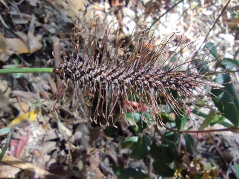 Carex erinacea Cav.的圖片