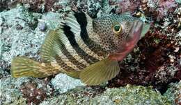 Image of Banded reef-cod