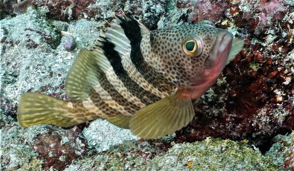 Image of Banded reef-cod