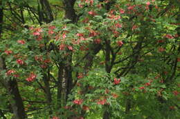 Acer heldreichii subsp. trautvetteri (Medvedev) E. Murray的圖片