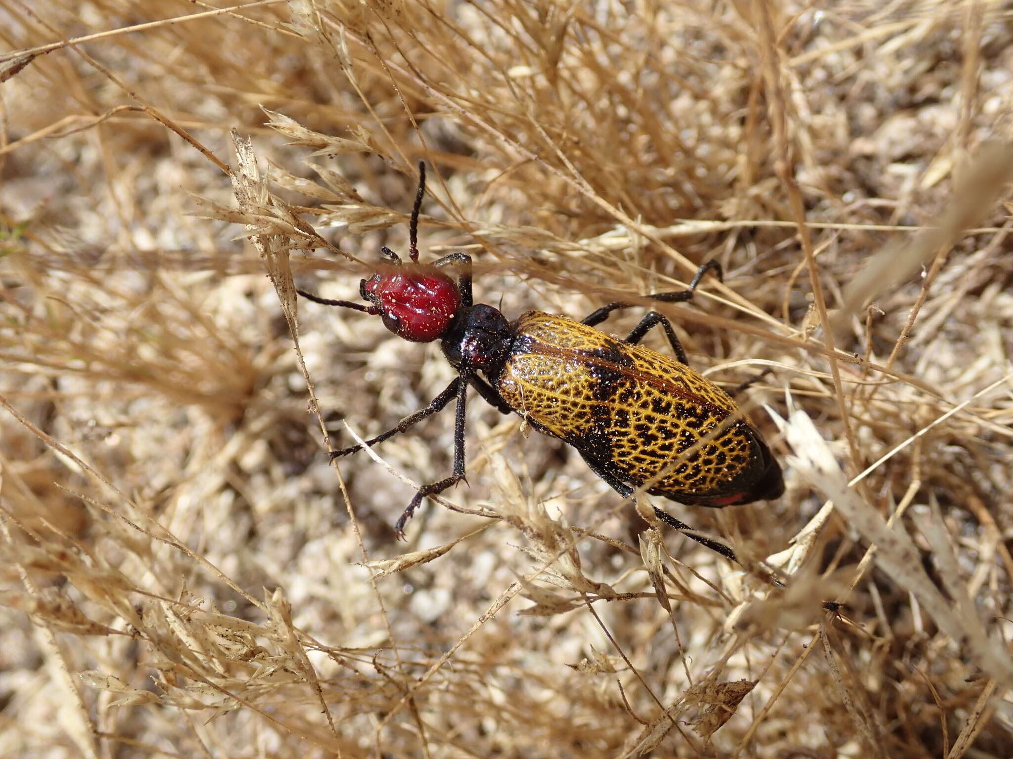 Image of Tegrodera erosa Le Conte 1851