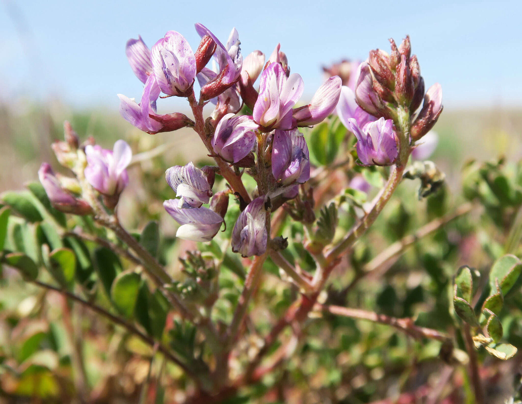 Imagem de Astragalus diaphanus Dougl. ex Hook.