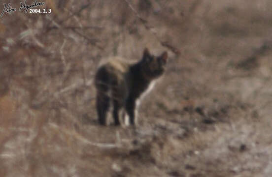 Image of Iriomote Cat