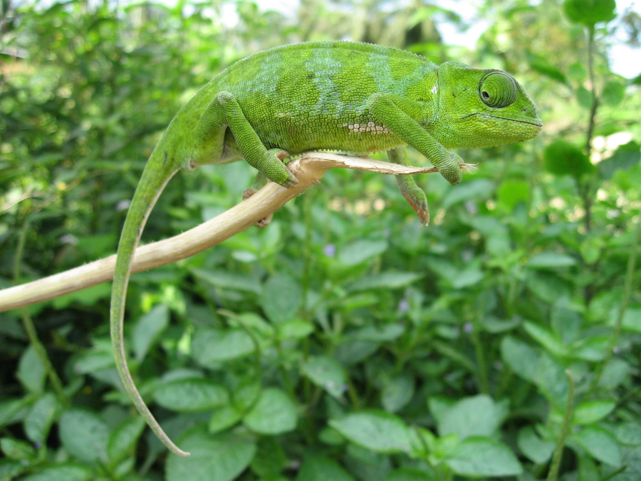 Image of Graceful Chameleon