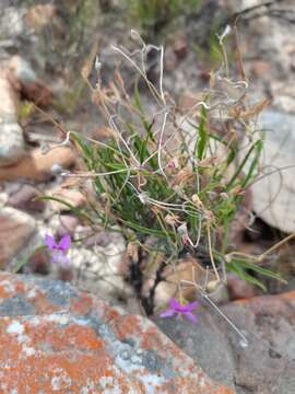 Image of Pelargonium coronopifolium Jacq.