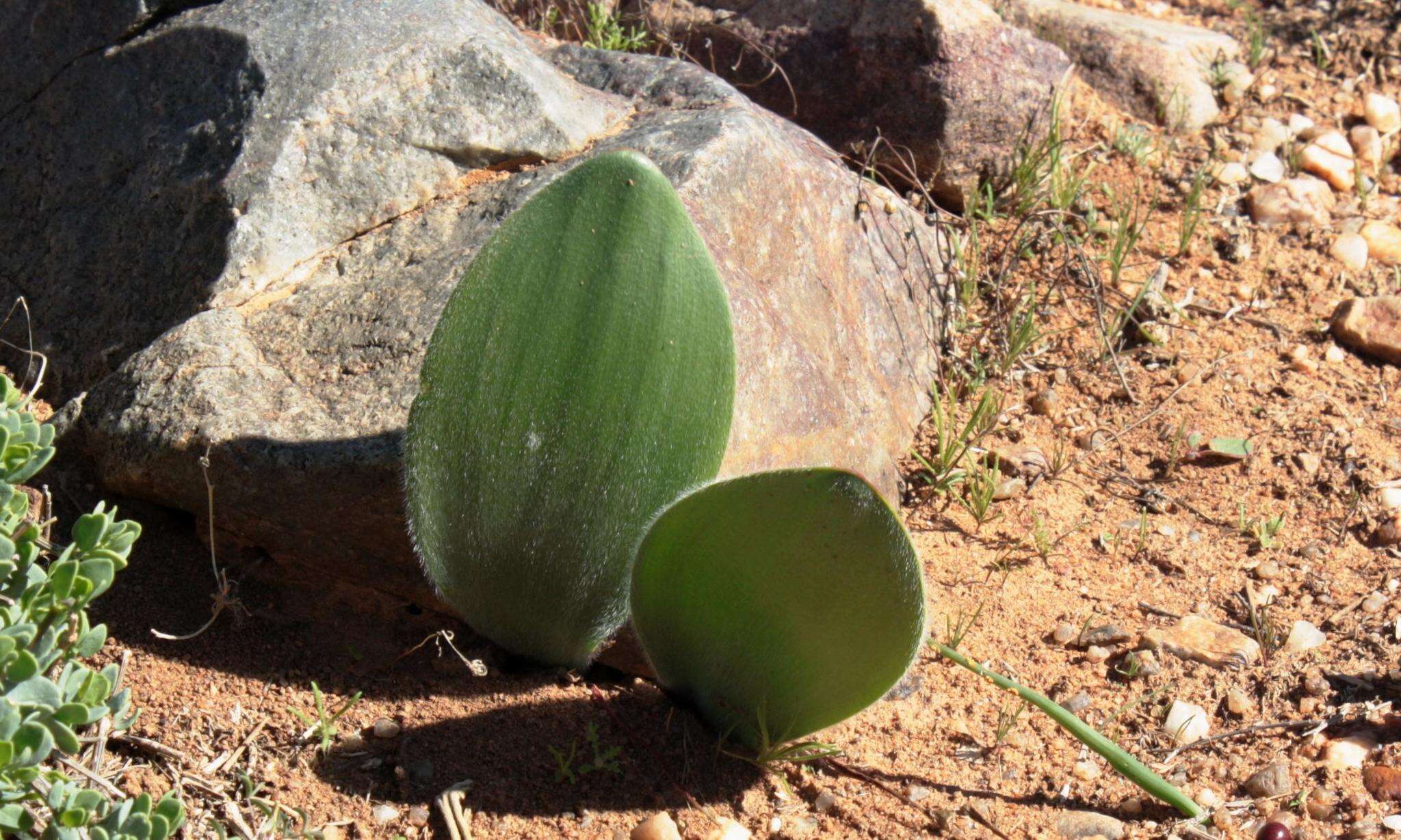 Imagem de Haemanthus unifoliatus Snijman