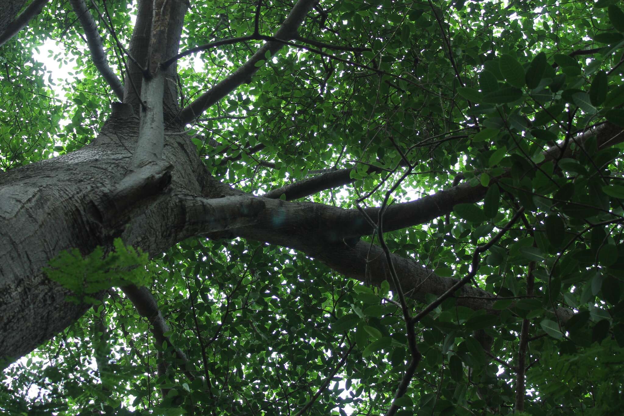 Ficus crocata (Miq.) Mart. ex Miq.的圖片