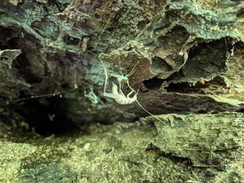 Image de Ceuthophilus (Ceuthophilus) seclusus Scudder & S. H. 1894