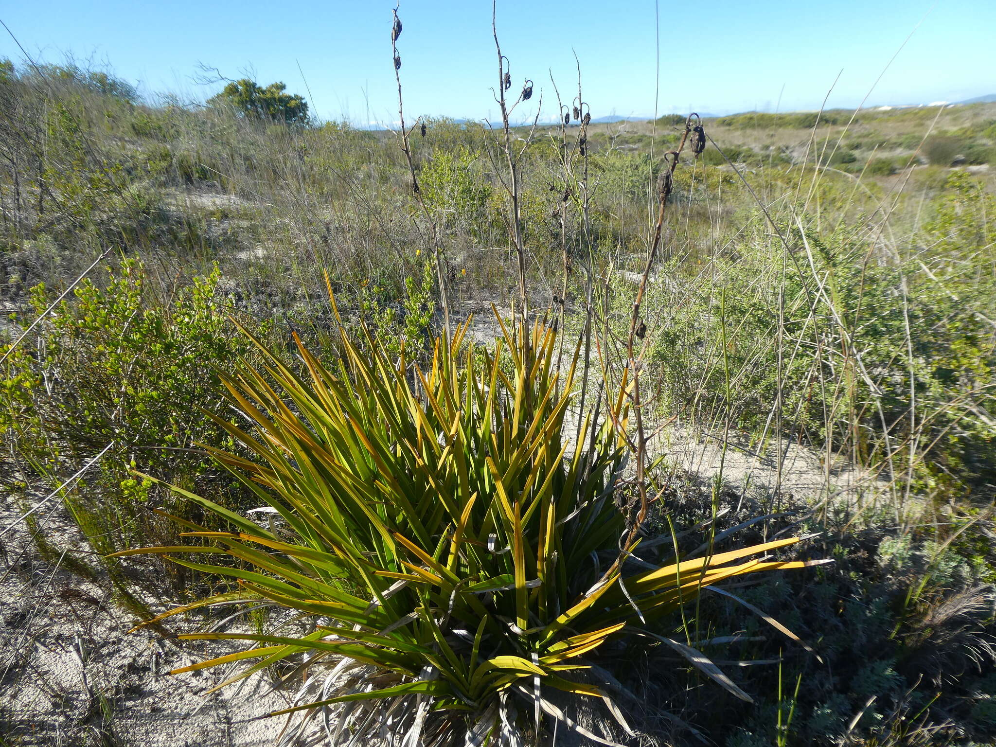 Image of Acrolophia lamellata (Lindl.) Pfitzer