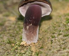 Imagem de Porphyrellus formosus (G. Stev.) J. A. Cooper 2014