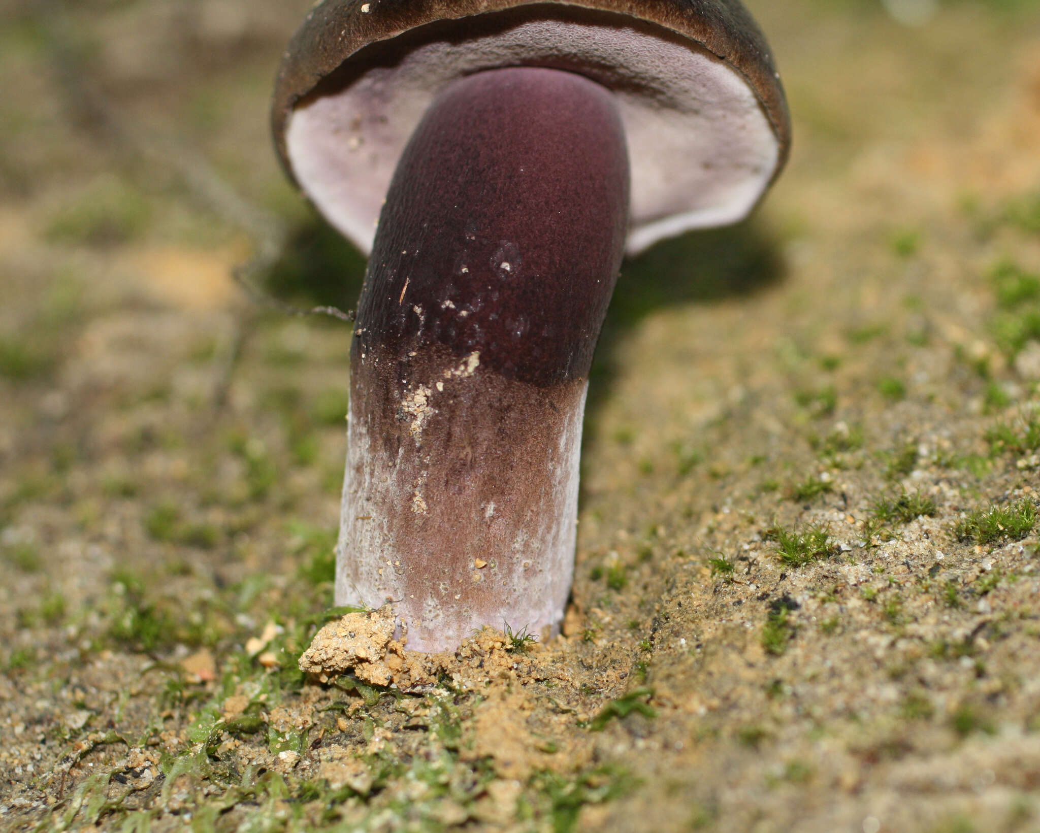 Image of Porphyrellus formosus (G. Stev.) J. A. Cooper 2014