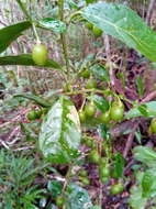 Image of Mendoncia flagellaris (Baker) Benoist