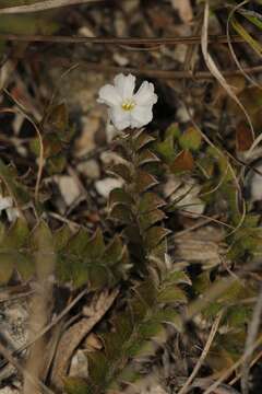 Image of Grisebach's Dwarf-Morning-Glory