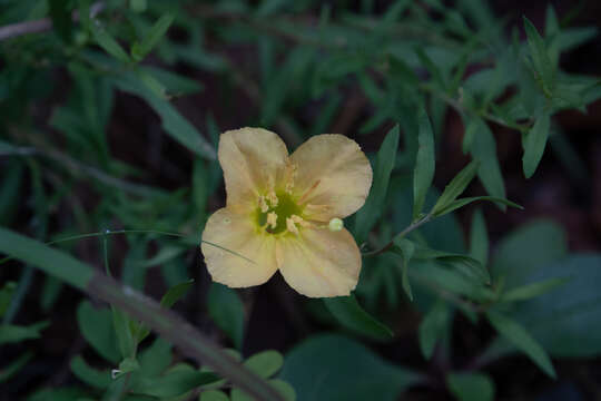 Oenothera toumeyi (Small) Tidestrom的圖片