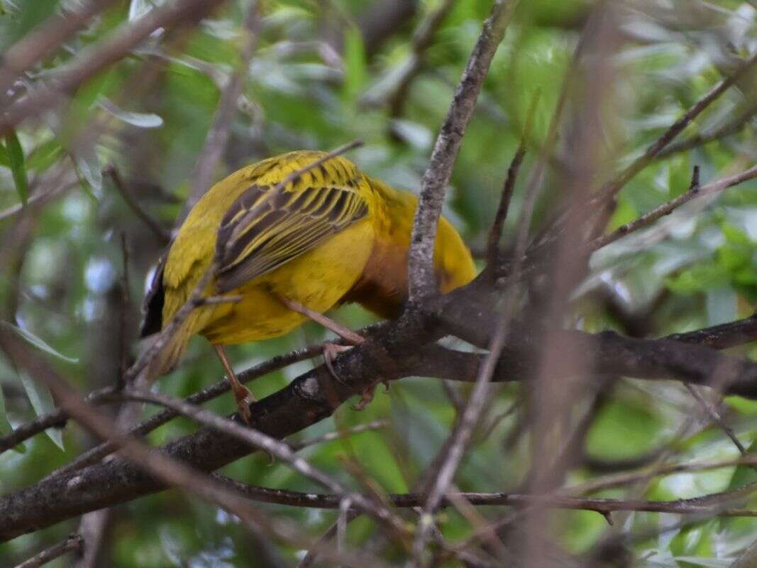 Image of Cape Weaver