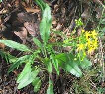 Image of Small's ragwort