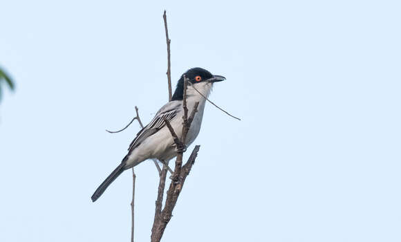 Image of Northern Puffback