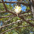 Image of Catopsis paniculata É. Morren