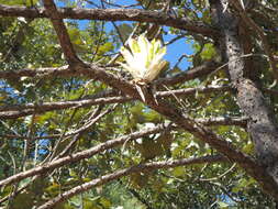 Image of Catopsis paniculata É. Morren