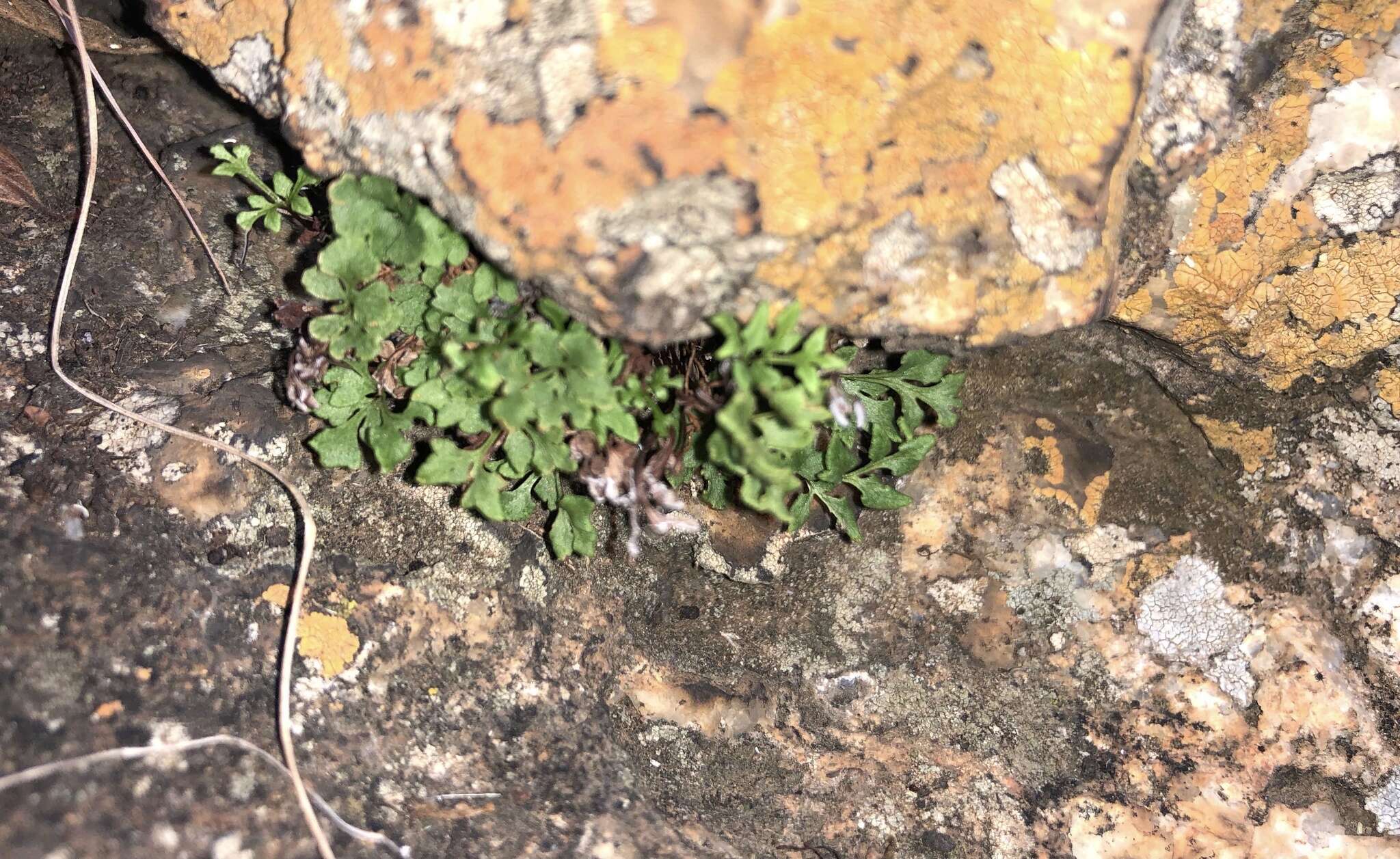 Image of Cheilanthes deltoidea subsp. silicicola Klopper & A. E. van Wyk