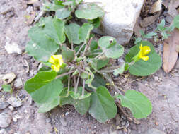 Image of peonyleaf woodsorrel