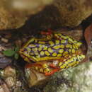 Image of Broad-striped Reed Frog