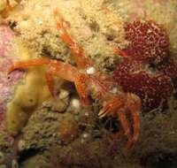 Image of Crustacea