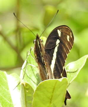 Image of greenbanded swallowtail