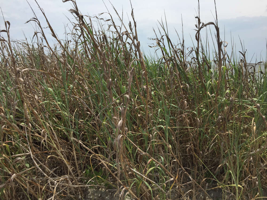 Panicum amarum Elliott resmi