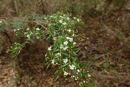 Image de Sannantha pluriflora (F. Müll.) Peter G. Wilson