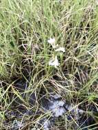 Imagem de Lobelia paludosa Nutt.