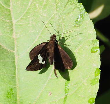 Image of Notocrypta renardi Oberthür 1878