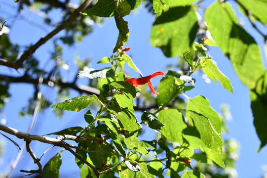 Imagem de Salvia pubescens Benth.