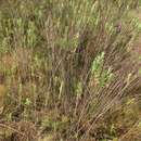 Image of Salvia leucodermis Baker