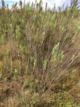 Imagem de Salvia leucodermis Baker