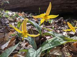 Image of dogtooth violet