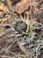 Image of Macledium zeyheri subsp. zeyheri