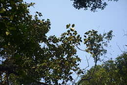 Image de Artocarpus hirsutus Lam.
