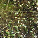 Image of Limosella grandiflora Benth.