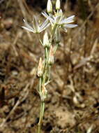 Imagem de Ornithogalum pilosum L. fil.