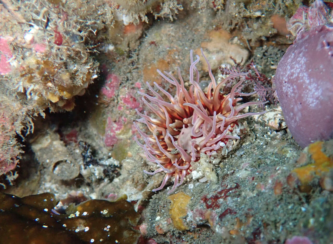 Image of McPeak anemone