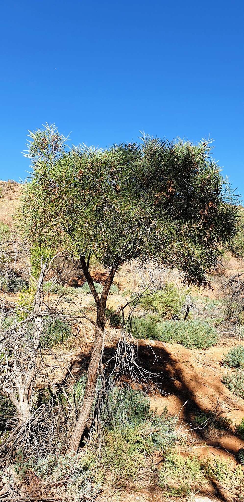 Sivun Acacia oswaldii F. Muell. kuva