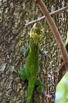 Image of Anolis smallwoodi Schwartz 1964