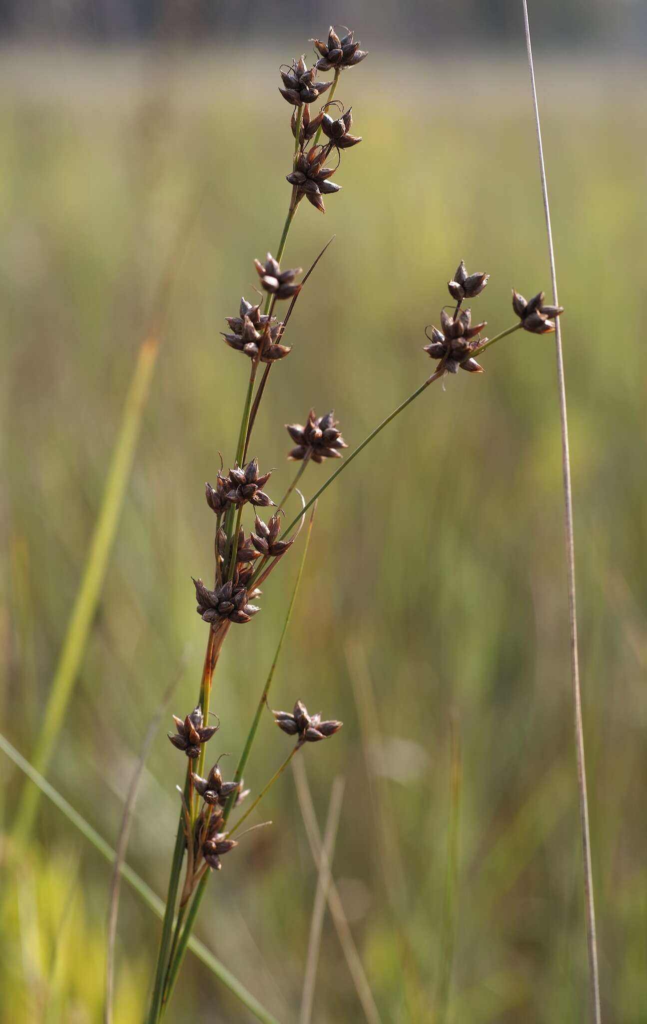 Image of Smooth sawgrass