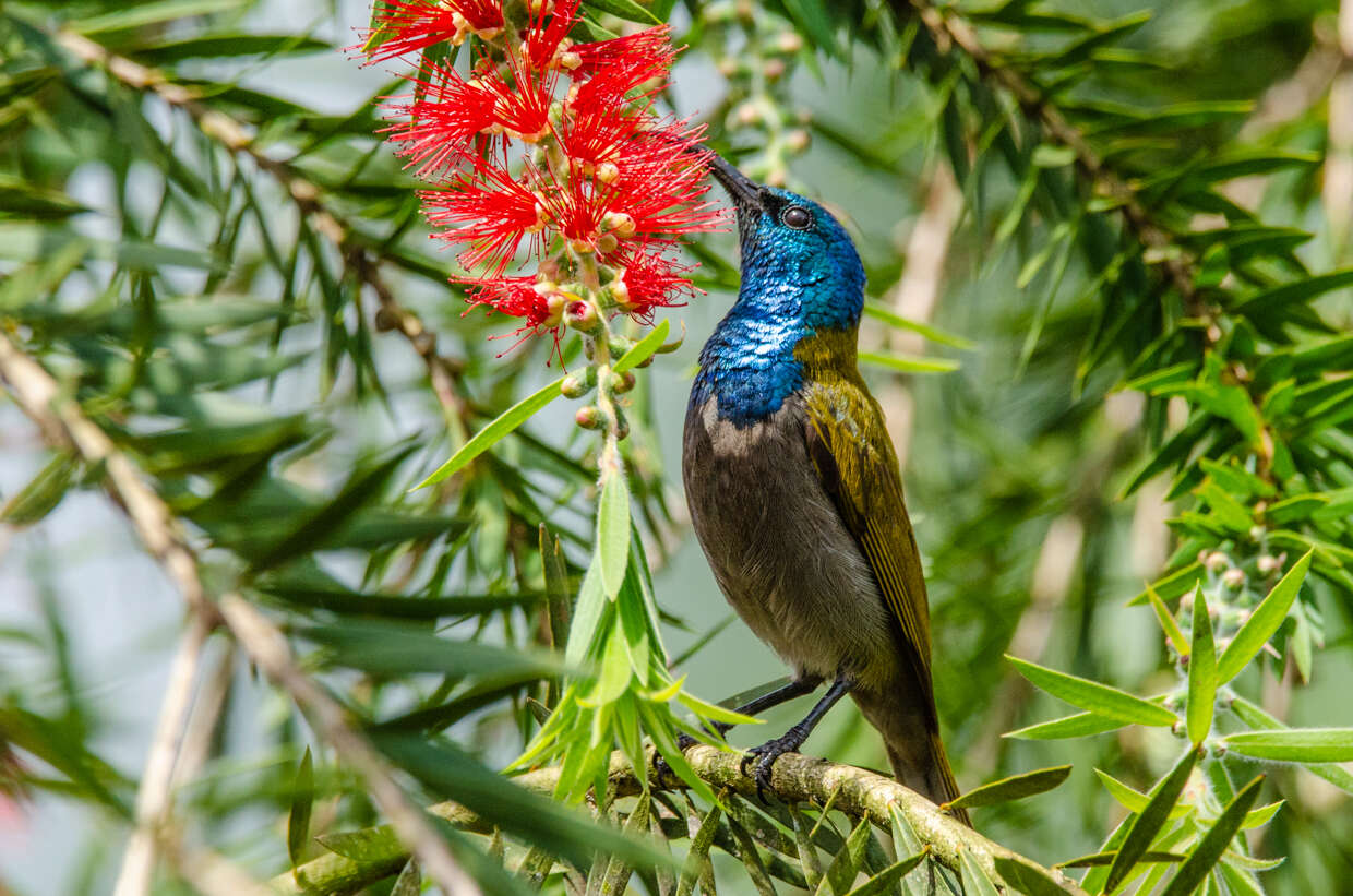 Image of Green-headed Sunbird