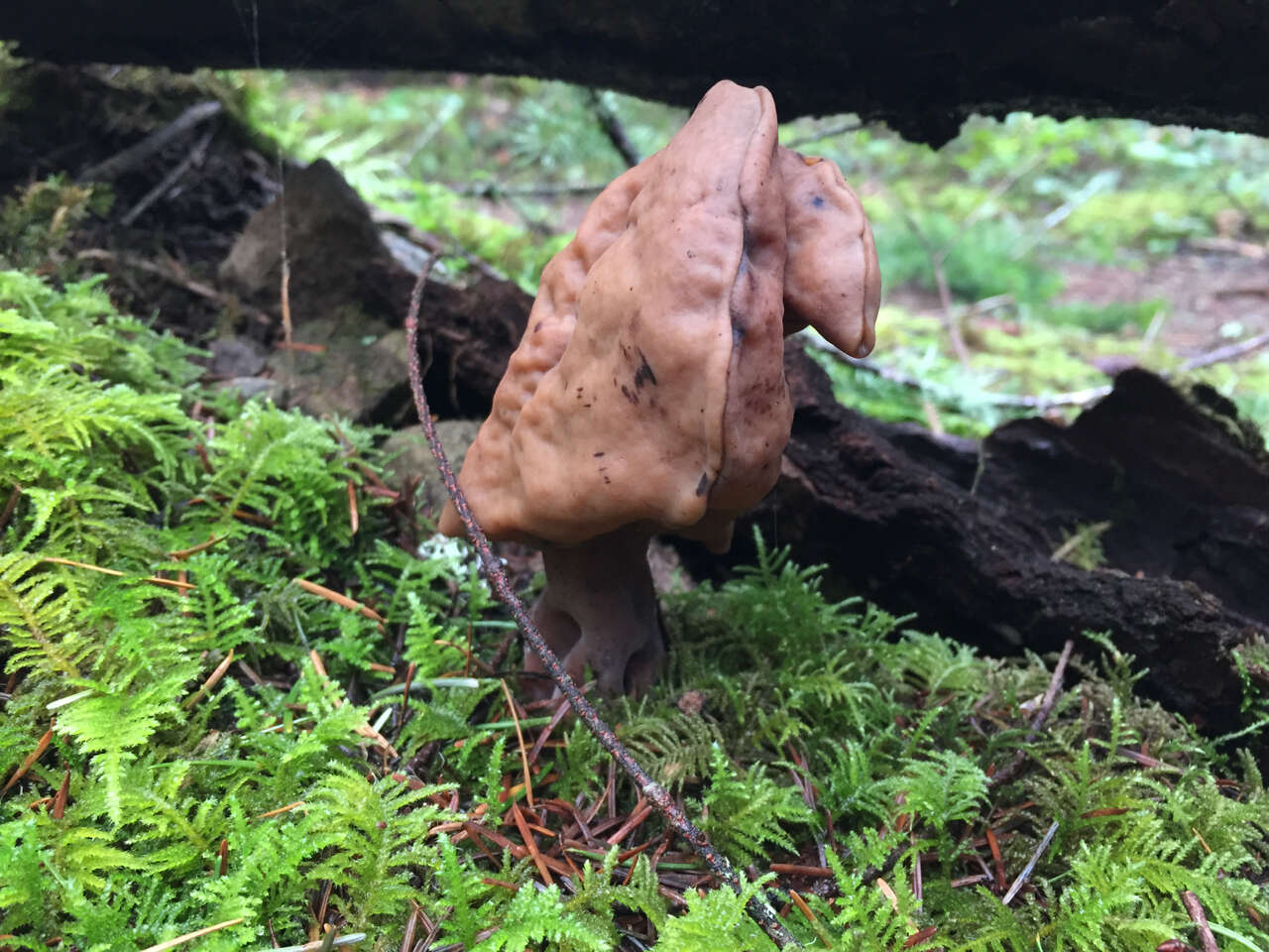 Image of Gyromitra infula (Schaeff.) Quél. 1886