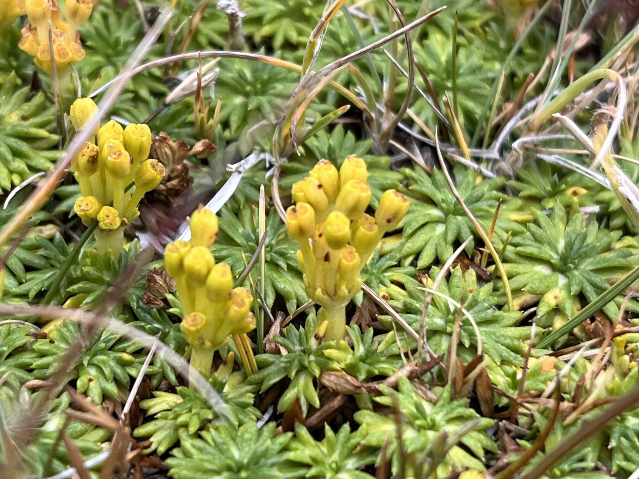 Image de Azorella trifurcata (Gaertn.) Pers.