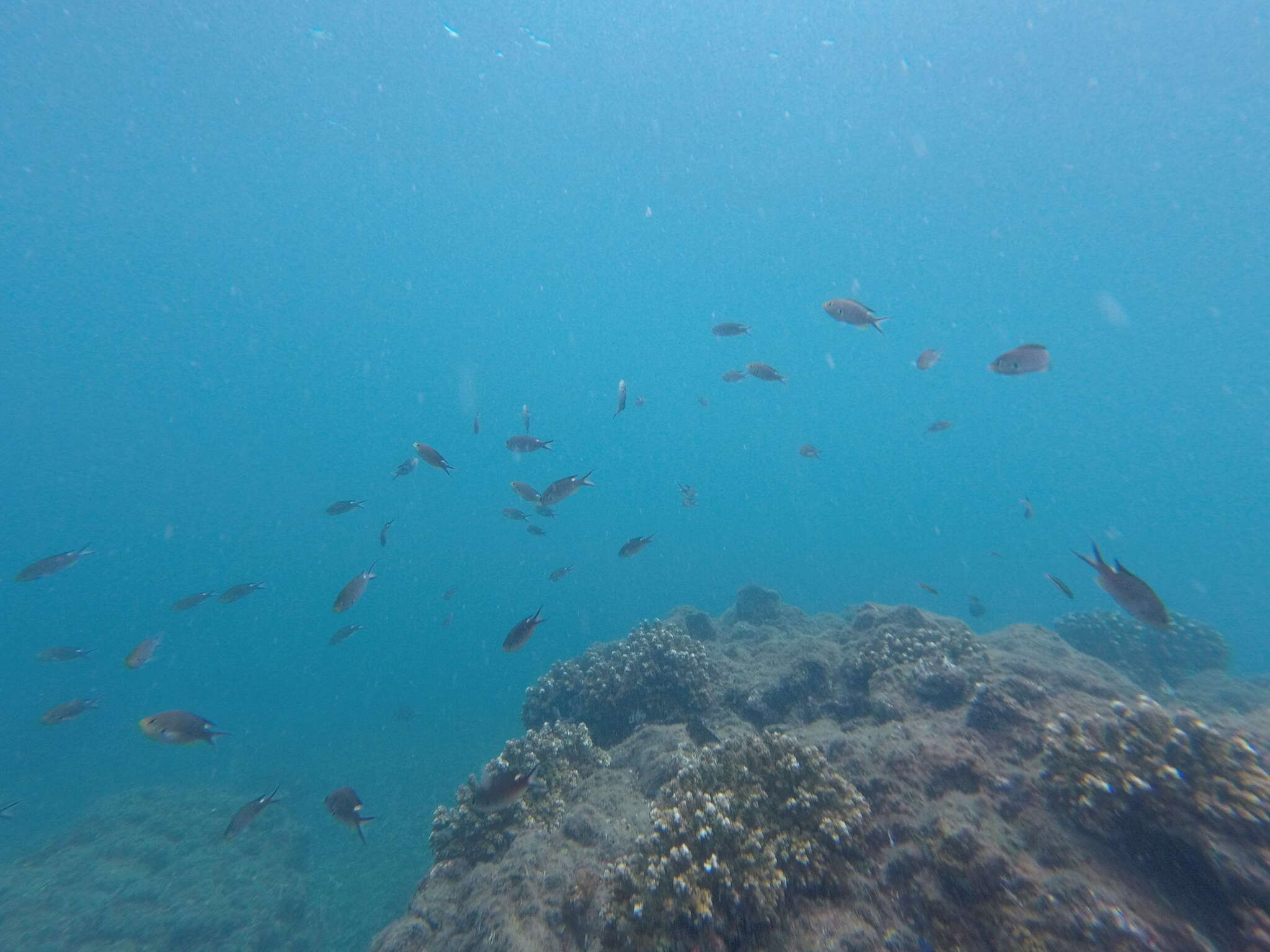 Image of Scissortail damselfish