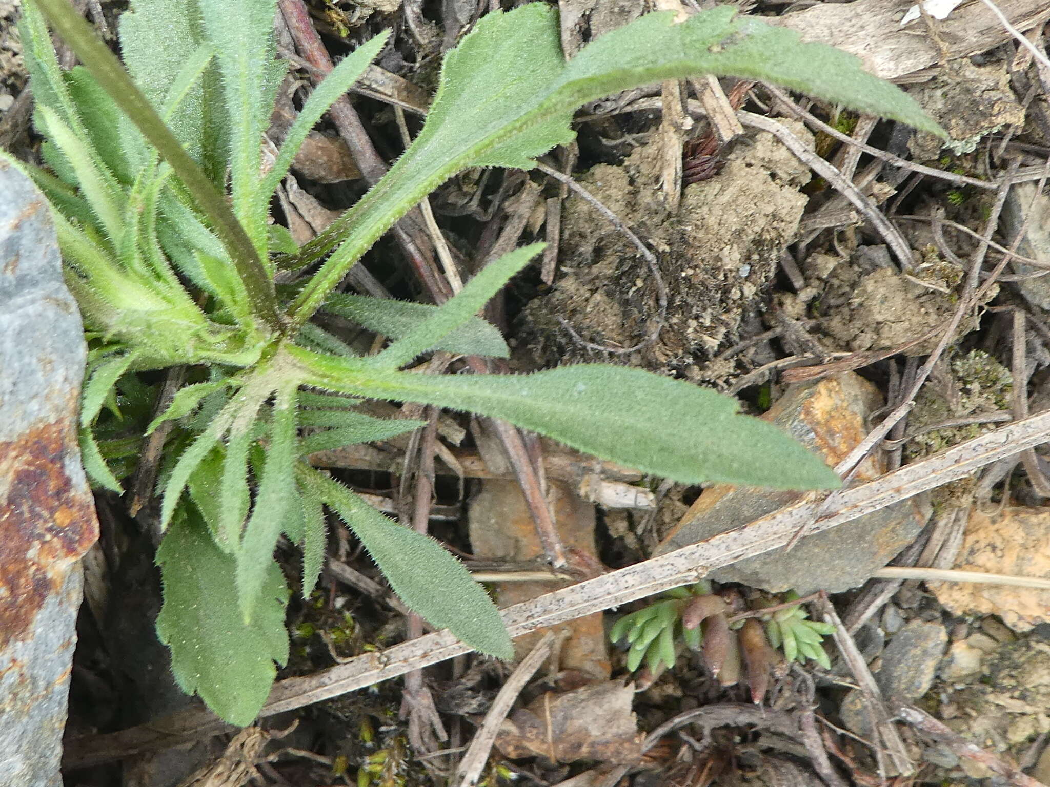 Image of Viola arvensis subsp. arvensis